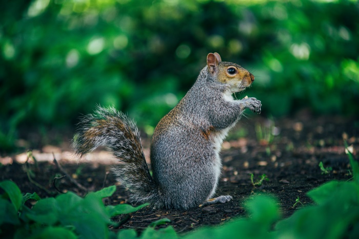 Squirrel eating in a forest