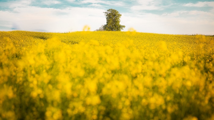 Field of Yellow Rapeseed Flowers with a Tree