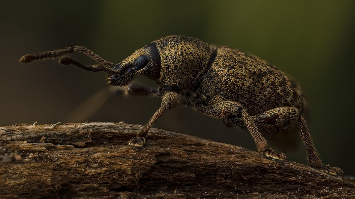 Close-up of a Curculionidae insect on wood