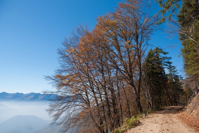 Dirt road through autumn forest with misty mountains