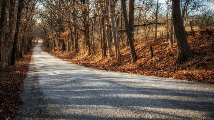 Road through a forest in fall