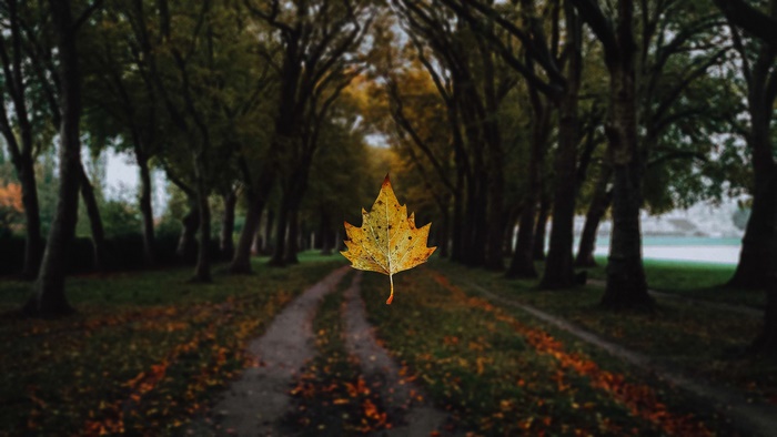 A single yellow leaf floats above a path in a park during fall.