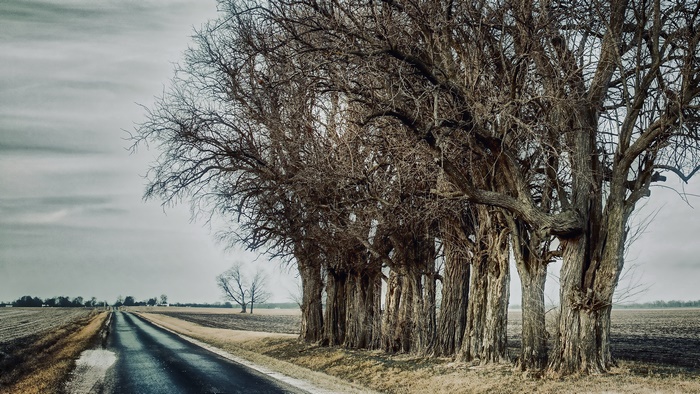 Road lined with bare trees in a rural landscape