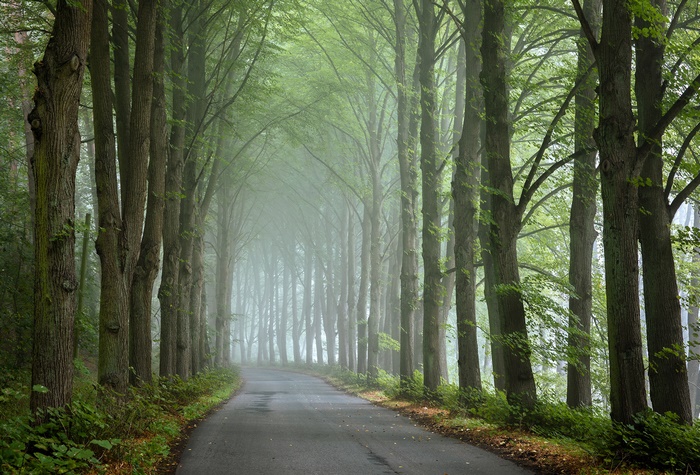Road through a foggy forest with tall trees
