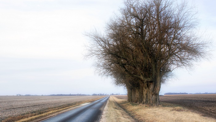 Road and bare trees in a field