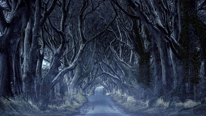 Dark Hedges Road Tunnel in Northern Ireland