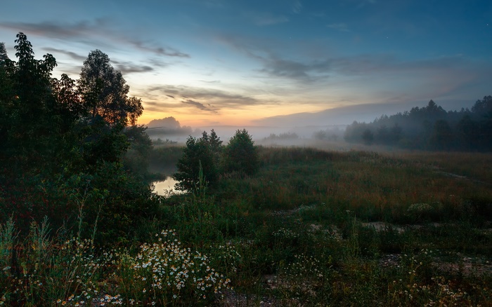 Misty meadow at dusk with wildflowers