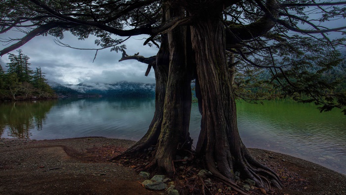Tree with roots by a lake