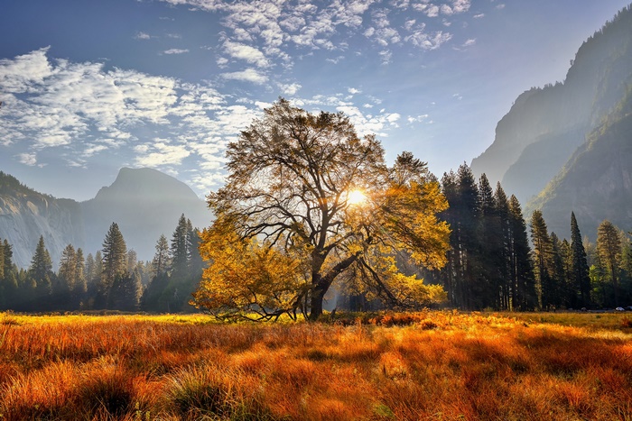 Yosemite National Park Fall Tree Meadow Mountains