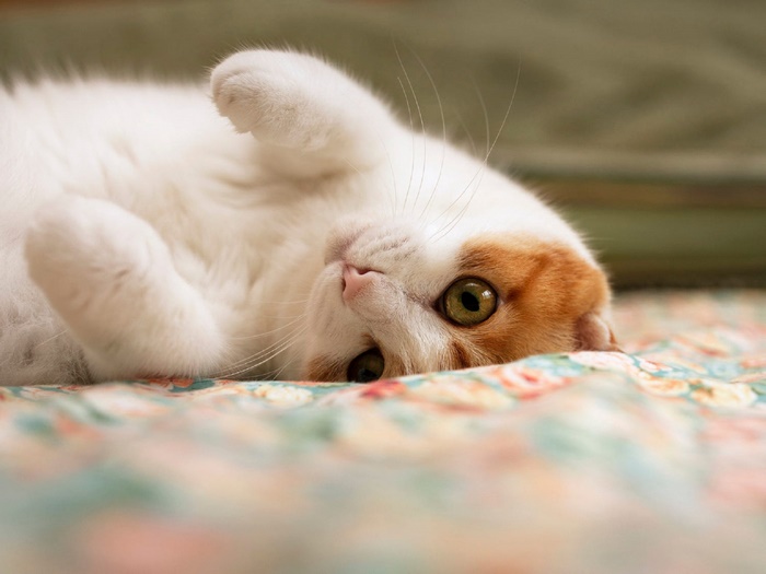 White and orange cat lying on a floral blanket