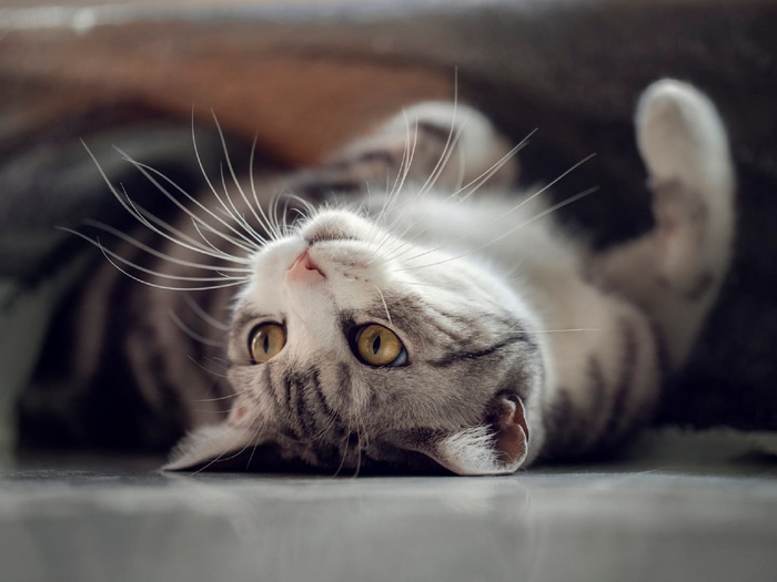 A tabby cat lying on its back