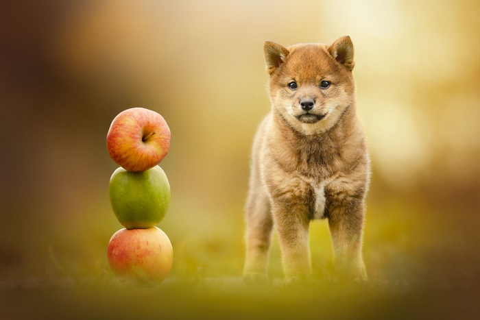 Shiba Inu puppy with stacked apples