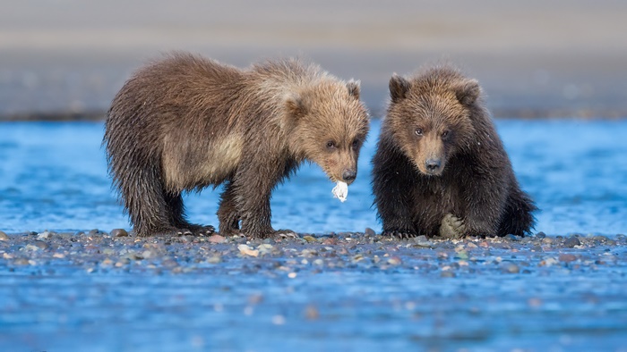 Two bear cubs by a river