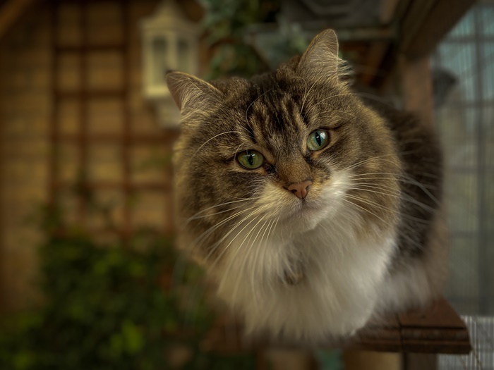 Fluffy cat with green eyes