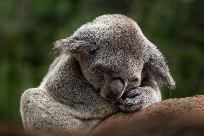 Sleeping Koala 4K