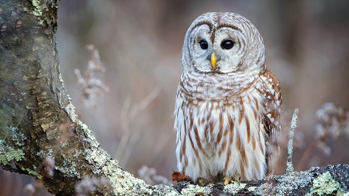 Barred owl perched on a mossy tree branch