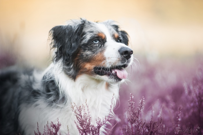 Australian Shepherd dog with blue eyes in purple flowers