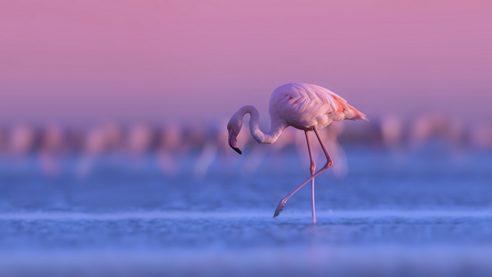 Flamingo standing in water at sunset