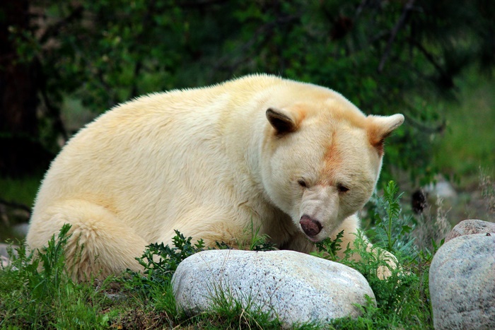 White Kermode Bear Lying Down Near Rocks