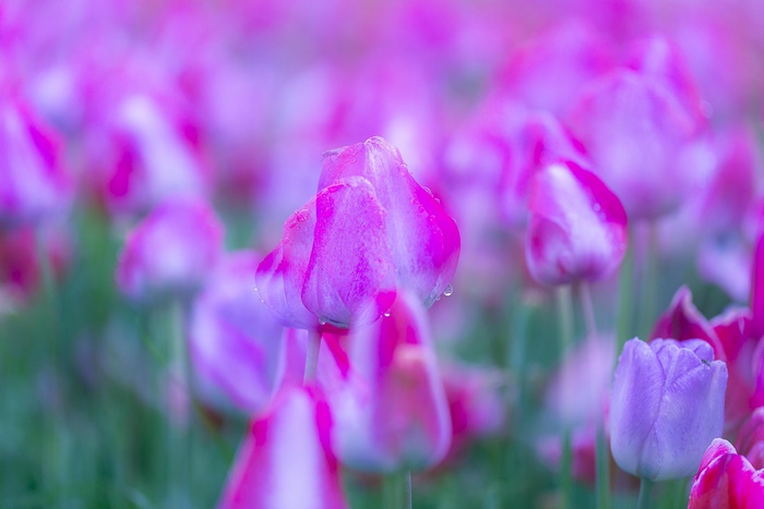 Purple and pink tulips with water droplets