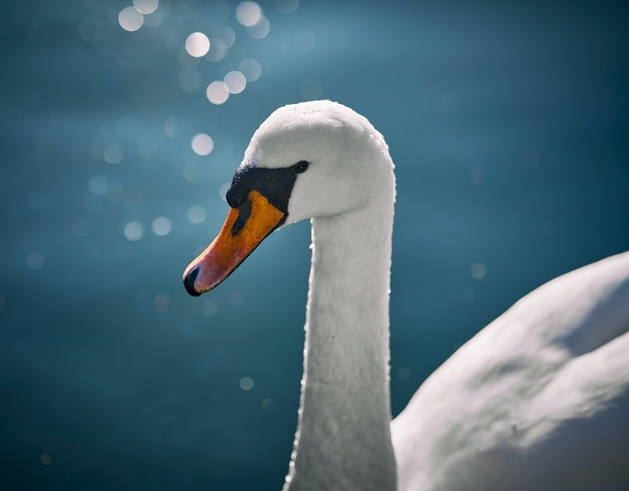 Close-up of a Mute Swan's head and neck