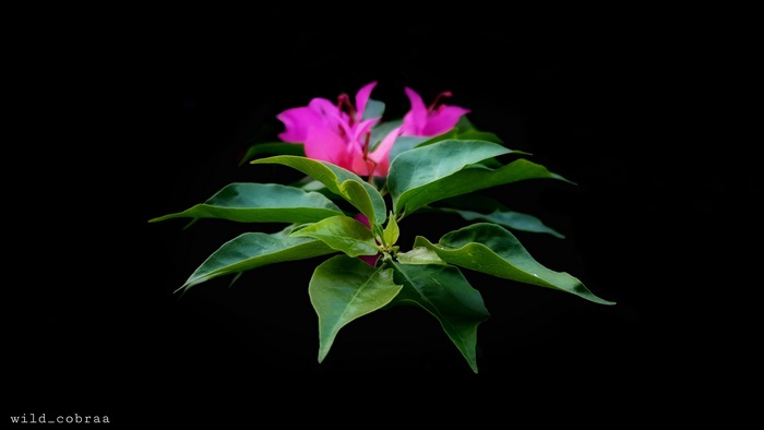 Pink bougainvillea flowers with green leaves on black background