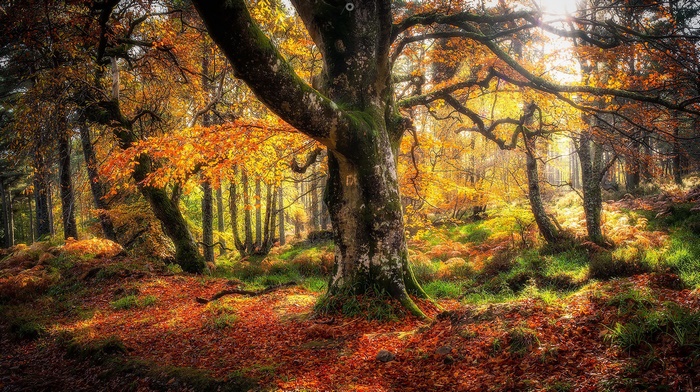 Autumn forest with fallen leaves and sunlight