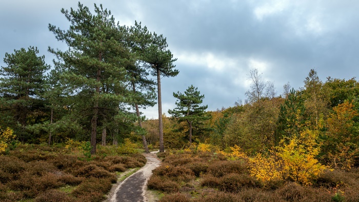 Path through autumn forest with pine trees