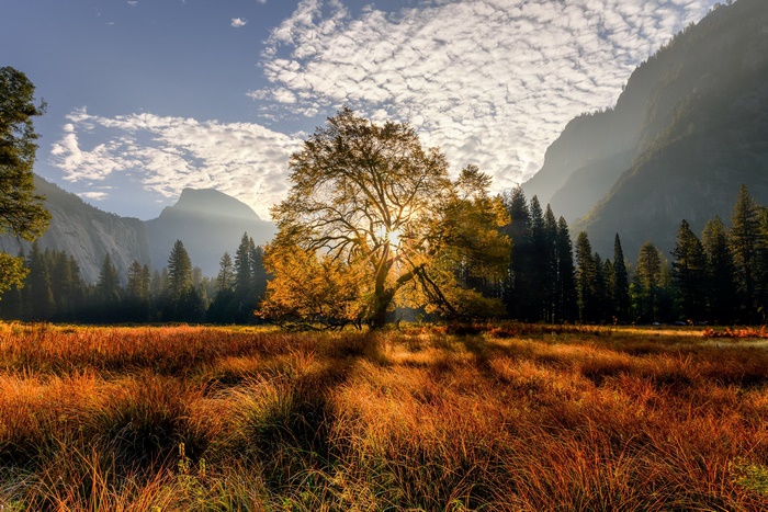 Autumn meadow with a sunlit tree and mountains