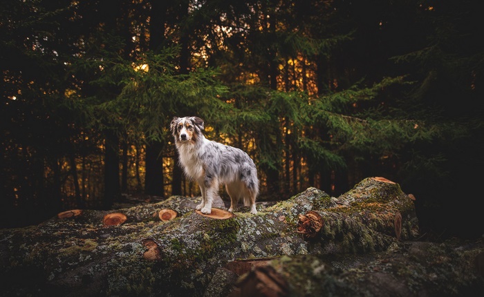Australian Shepherd dog on a fallen log in a forest