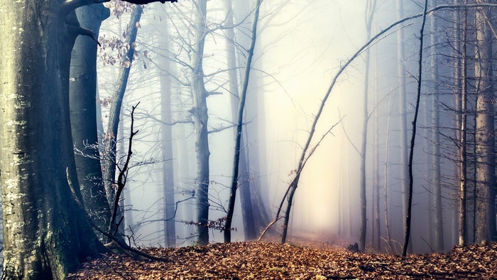 Foggy forest with fallen leaves