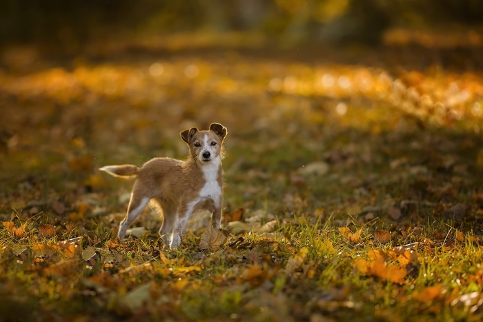 Small terrier mix dog in autumn park
