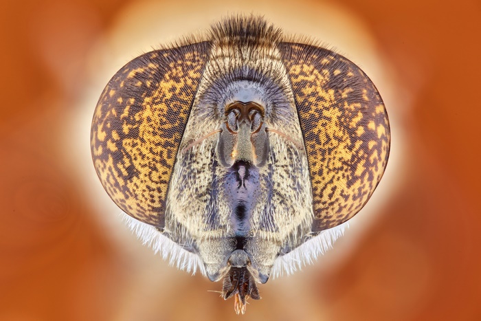 Extreme Macro of a Fly's Head