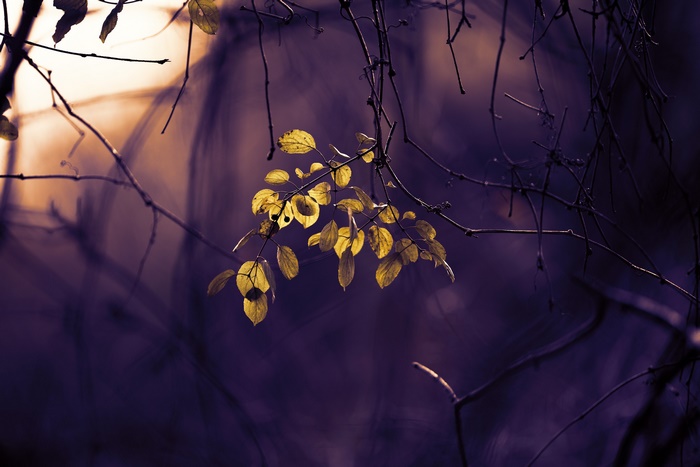 Yellow leaves on branches with purple bokeh background
