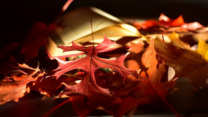 Red Oak Leaves and Open Book in Fall