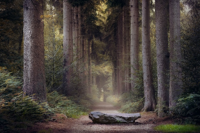 Path through a forest with a stone