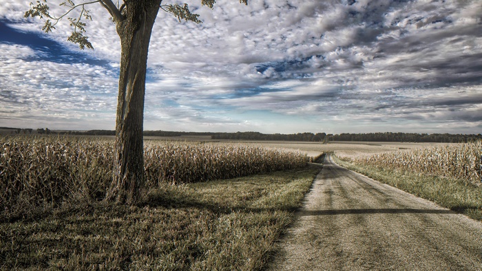 Dirt road through a cornfield with a tree and clouds