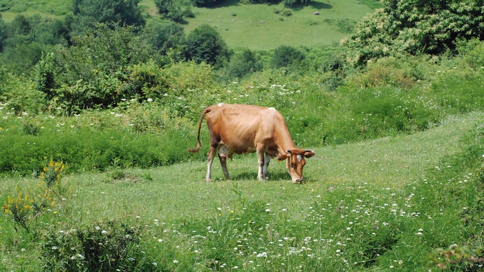 Cow grazing in a green meadow