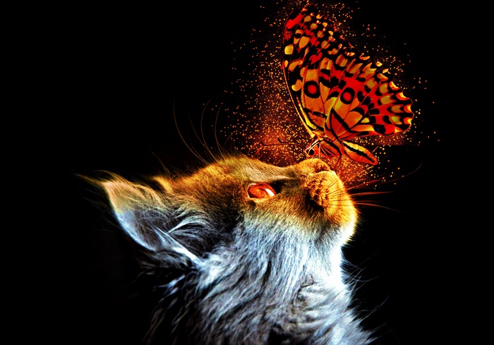 Cat and Butterfly in Profile