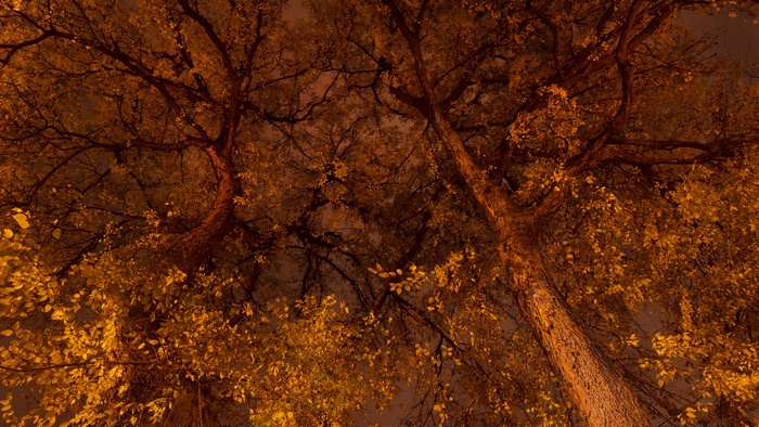 Fall 4K Tree
