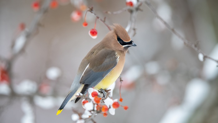 Cedar Waxwing Bird on Snowy Branch