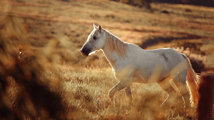White horse walking in a field at sunset