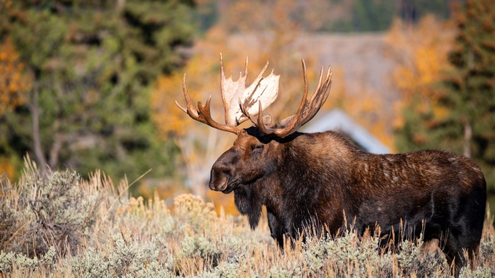 Bull Moose with Large Antlers in Autumn