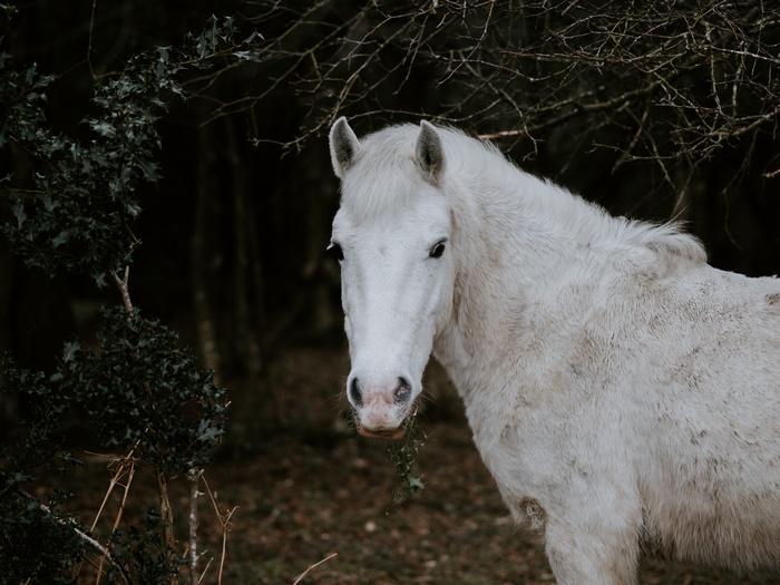 White horse in a dark forest