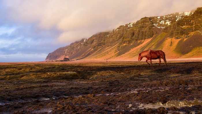 Horse in Iceland near mountains