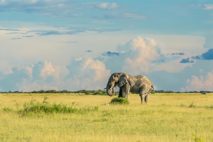 Elephant in Savannah 4K