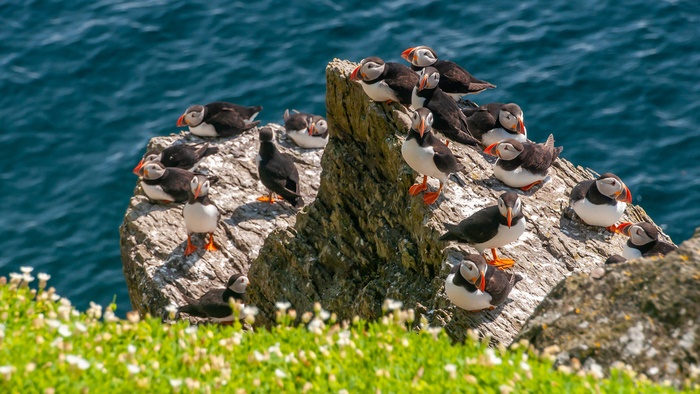 A colony of puffins on a rocky outcrop