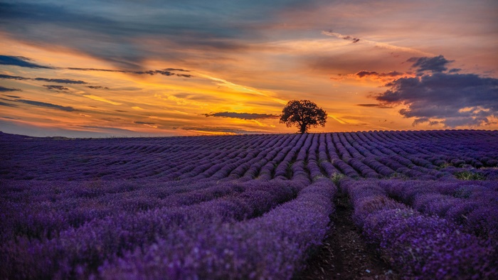 Lavender field at sunset with a lone tree