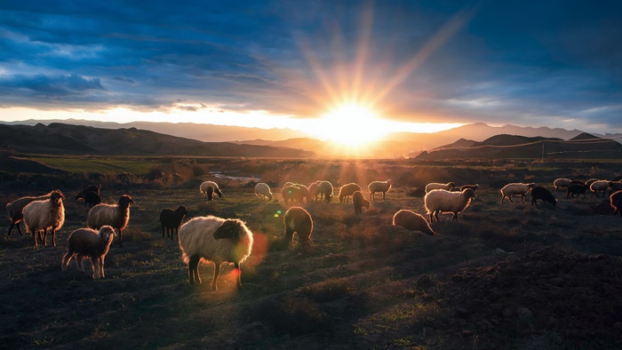 Sheep grazing at sunset in a mountainous landscape 4K