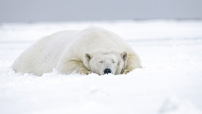 Polar Bear Sleeping in Snow